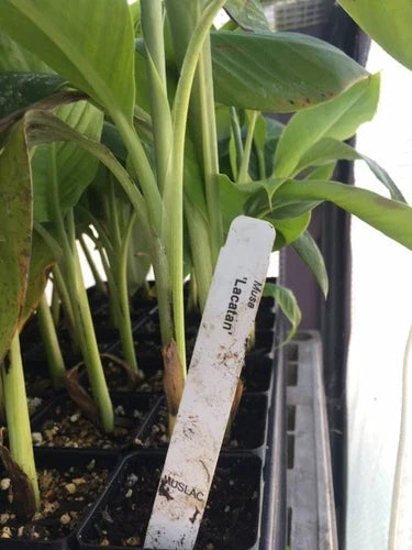Musa Lacatan Banana Plant - Live Plant - Philippine Banana - Sweet Cavendish Variety - Ideal for Zones 8-11