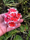 Rare Red & White Pelargonium Zonal Geranium 6" Starter Cutting Live Plant