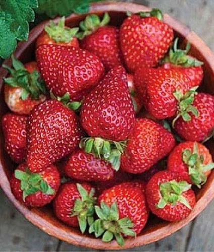 Seascape Strawberry Plants - Lot of 25 - Day Neutral - Fragaria x ananassa - Heat-Tolerant, Disease Resistant, Full Sun