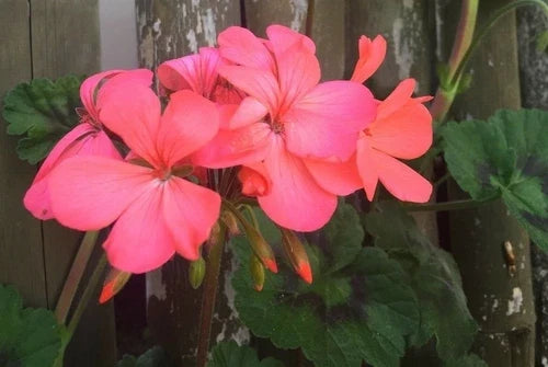 Pelargonium Zonal Geranium Cuttings 4x6" Orange Pink Live Plant