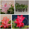 Thanksgiving Christmas Cactus Starter Plants - 5 Assorted Varieties - Schlumbergera - Blooming Size - Free Shipping