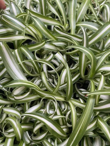 Curly Spider Plants - 4 Rooted Live Indoor Houseplants - Easy Care, Bright Indirect Light - Chlorophytum comosum