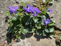 50 Wild Purple Violet Bulbs - Native Viola Rhizomes for Planting, Freshly Dug