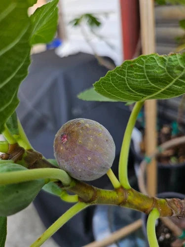 Smith Fig Cuttings - 2 Pack - Green/Blue Variety - Ficus carica - Includes Willow Water for Rooting - Free Shipping