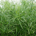 Live Dwarf Umbrella Palm Plant - Tropical Marginal Pond Plant - Cyperus alternifolius - 1 Gallon Container, Easy Care