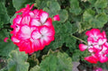 Rare Red & White Geranium Live Plant Cuttings 2x6" & 3x5" Pelargonium Fragrant Blooms Drought Tolerant USDA Zone 5-10