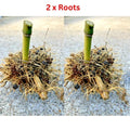 Live Bamboo Roots - 2 x Seabreeze Bamboo Rhizomes - Approx 5 in Tall - Privacy Plant - Perfect for Landscaping and Screening