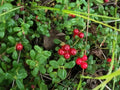 Lingonberry Rhizomes - 4 Live Plant Bare Root Vaccinium vitis-idaea - Hardy Edible Fruit for Acidic Soil, Zone 3-9