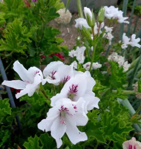 Pelargonium Regal Geranium Cuttings 6" White Purple Orchid-Like Blooms 3-Pack