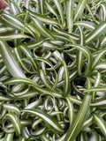 Curly Spider Plants 4-Pack Live Indoor Houseplants - Easy Care, Bright Indirect Light, Small Rooted Plants (Chlorophytum comosum)