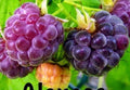 Glencoe Thornless Raspberry Plants - 2 Pack - Rubus idaeus - Healthy Live Fruit Garden Plants for Easy Harvesting