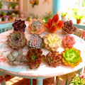 Echeveria Succulents Live Plant Combo - 12 Varieties, 0.8-2 Inches - Bare Rooted Cuttings for Easy Propagation