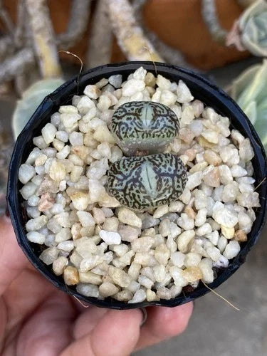 Conophytum Minimum 'Wittebergense' Live Plant - 2” Rare Succulent in Pot - Unique Two-Headed Plant, Bare Roots