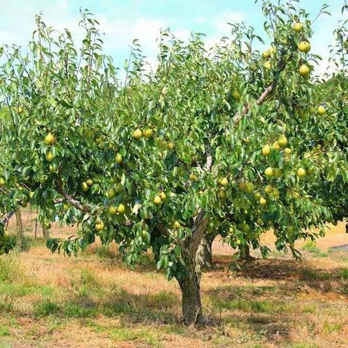 Kieffer Pear Tree 2 ft Tall Self-Fertile Fruit Tree (Pyrus communis) - Sweet, Crisp, Juicy Pears, Heat Tolerant, Easy to Grow