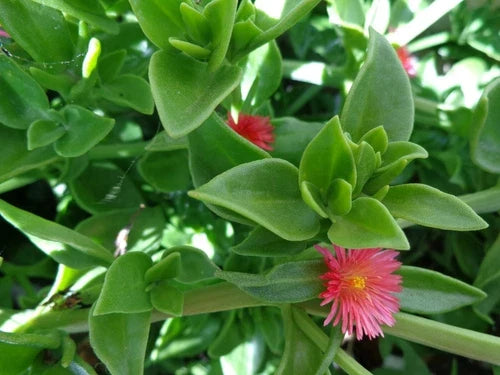 Aptenia cordifolia Cuttings 20 Pack - Red/Pink Apple Ice Plant 'Baby Sun Rose' 4"-7" Succulent