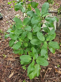 Kalanchoe Pinnata Live Plant - 2" Starter, Leaf of Life Miracle Wonder, Organic Florida Grown, Succulent