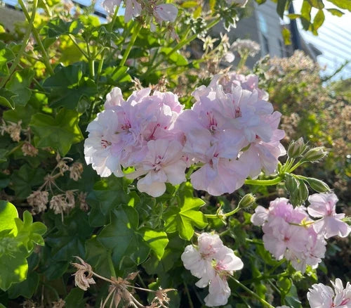 Trailing Ivy Geranium Cuttings 6" White Pink Pelargonium Peltatum Live Plant