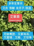 11 Bare-Rooted Mugwort Plants | Artemisia Argyi | Silvery Wormwood Herb | Medicinal & Culinary Uses