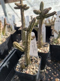 Echidnopsis cf. dammanniana Cactus - 2" Pot - Bare Root Succulent Plant - Unique Desert Flora