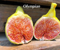 Olympian Fig Tree Plant - Live Starter Plant Bare Root - Ficus carica - Cold-Hardy Fruit Variety for Zones 6-10