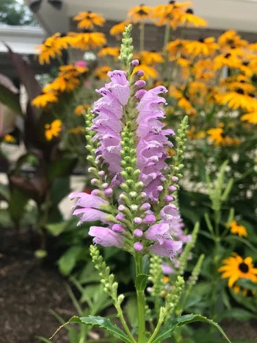 10 Live Obedient Plants Bare Roots - Organically Grown Perennial with Lavender Flowers (Physostegia virginiana)
