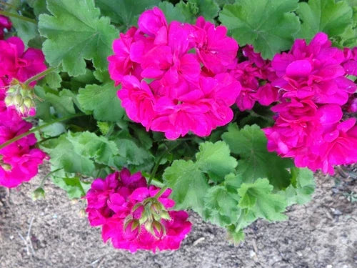 Magenta Geranium Live Plant Cuttings 3x6" Fragrant Pelargonium Starter No Roots