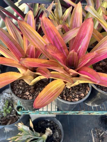 Neoregelia Bromeliad Plant - Variegated Martin - Bare Root Tropical Plant - Unique Houseplant for Indoor Decor