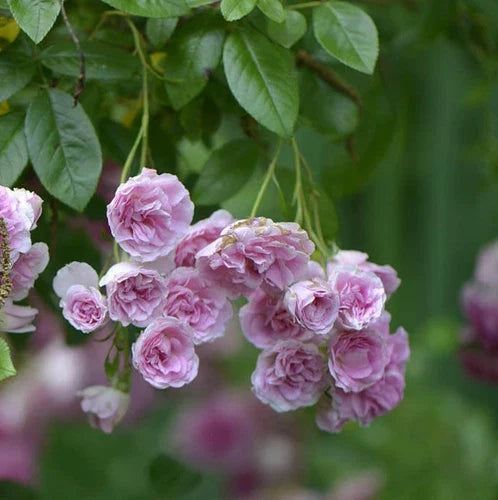 LIVE CLIMBING ROSE PLANT - 7 Sisters Pink Rambler - Rosa multiflora - Fragrant, Easy to Grow, Low Maintenance, Bare Root