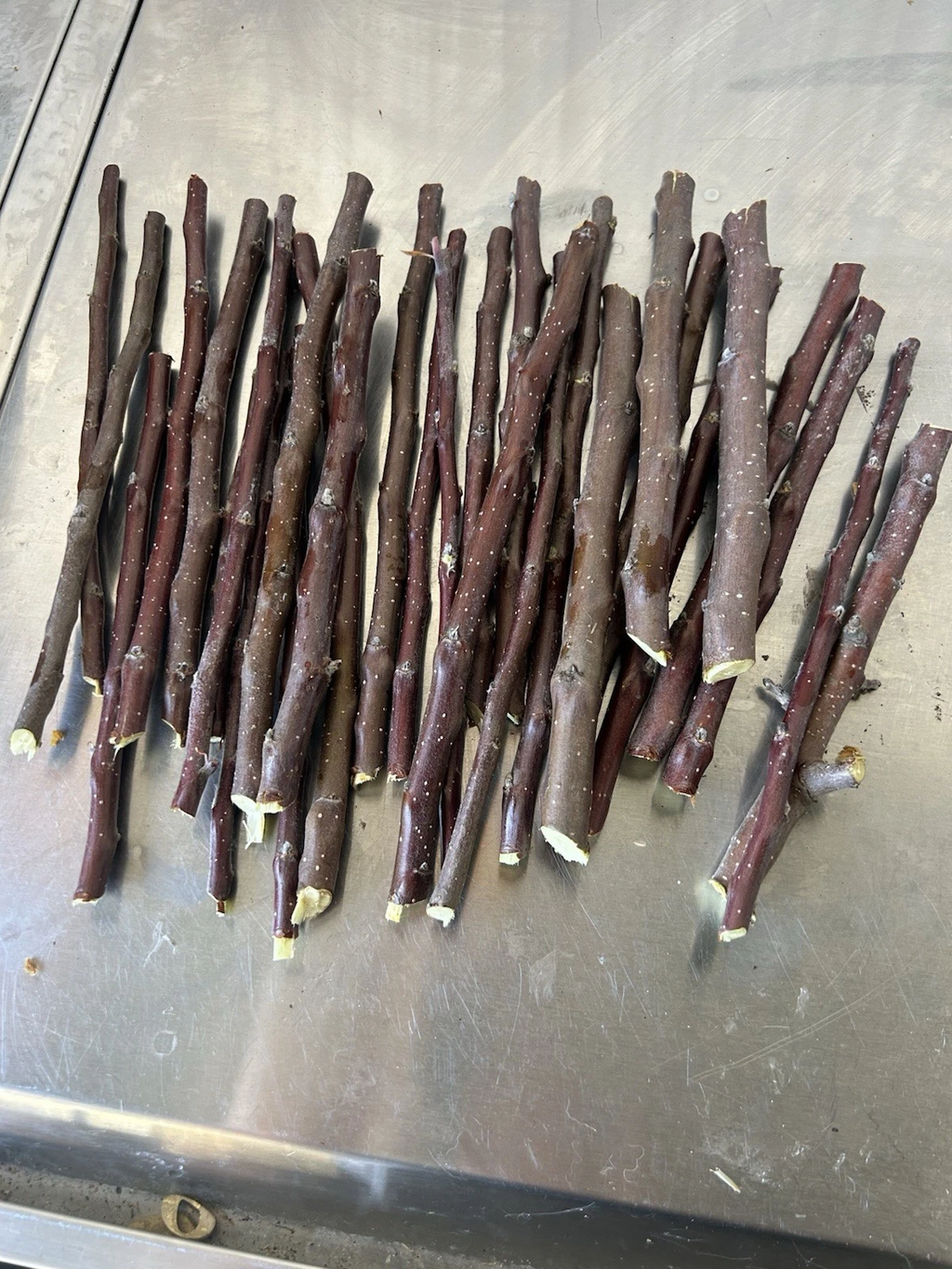 Apple Tree Scion Cuttings – Live Malus Domestica Cuttings for Grafting or Rooting, Fruit Tree Plant Material