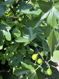 Sicilian White Fig Tree Cuttings – Fresh Unrooted Ficus carica Stems – Organic Cutting Wood from Mother Tree
