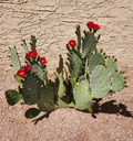 Opuntia ‘Fruit Punch’ Prickly Pear – Live Cactus Pad Cutting (1), Hybrid Opuntia Segment for Planting & Desert Succulent Gardens