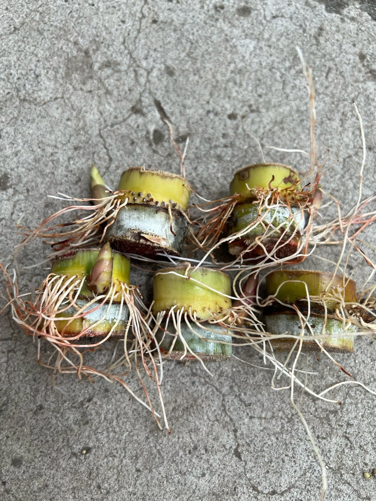 Sugarcane Rooted Cuttings – 5 Live Saccharum officinarum Plants, Tropical Cane Starter for Planting
