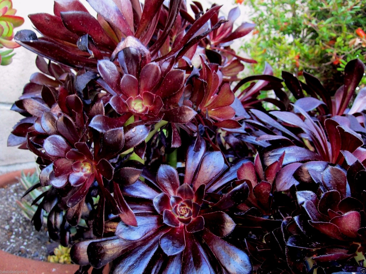 Black Rose Aeonium Succulent Cuttings – 2 Unrooted Rosettes – Aeonium arboreum Zwartkop