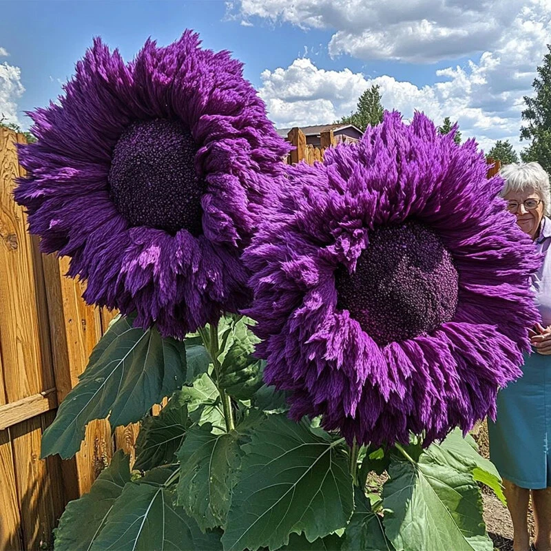 Purple Teddy Bear Sunflower Seeds – 50 Seeds – Giant Fluffy Bloom Variety for Garden Borders & Pollinator Spaces