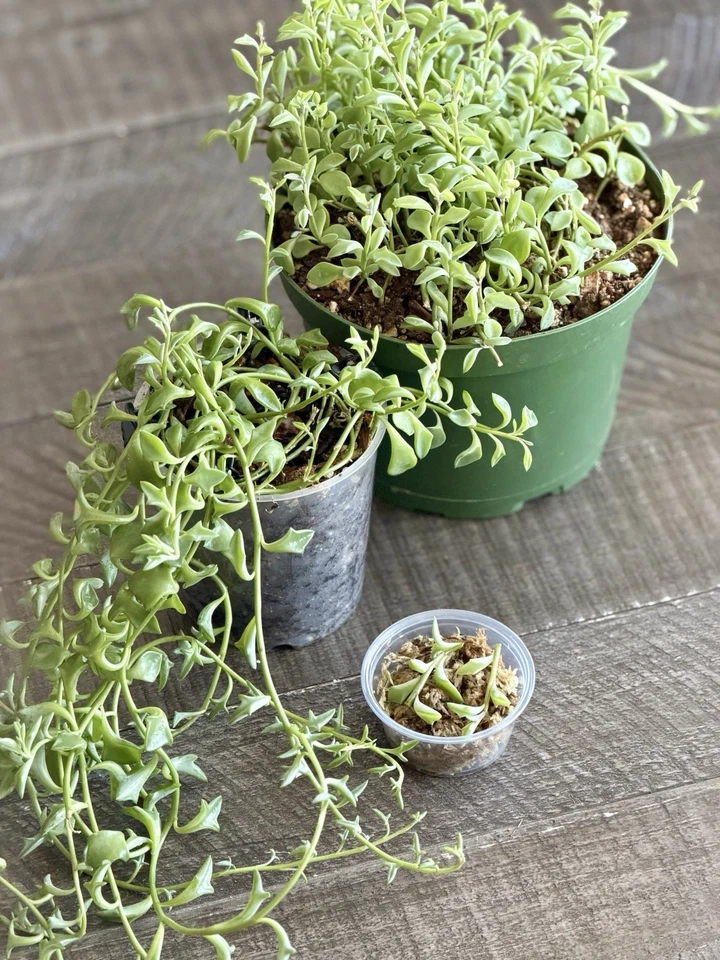 String of Dolphins Succulent Cuttings for Planting – Senecio Peregrinus Live Propagation Cup