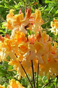 Aromi Azalea ‘Dancing Rabbit’ – Deciduous Rhododendron Small Starter Plant – Dormant Hardy Shrub for Spring Growth