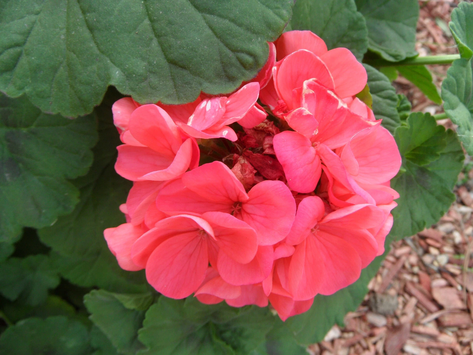 4 Zonal Geranium Cuttings – 4" Garden Pelargonium Stems, Classic Blooming Variety, Live Starts Ready to Root
