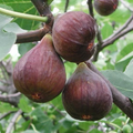 Fig Tree Cutting – 10" Live Ficus carica Cutting, Ready to Plant, Easy Rooting Fruit Tree Starter for Home Gardens & Orchards