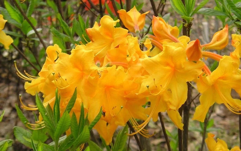 Appalachian Gold Aromi Azalea – Deciduous Rhododendron – Small Starter Plant for Spring Garden Landscaping