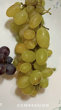 Compassion Grape Cuttings 4pcs | 2–3 Node Live Vine Cuttings | Ready for Rooting or Grafting | Hardy Vitis Propagation Material
