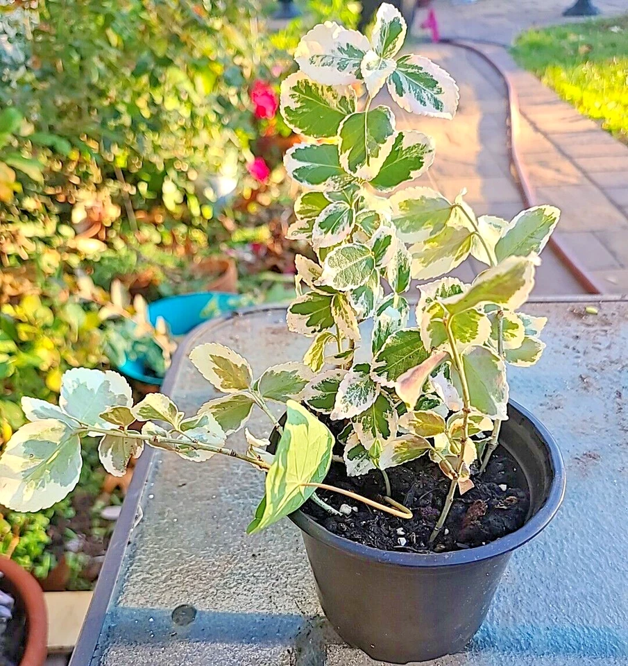 Variegated Creeping Fig Cuttings – Ficus pumila Variegata – 5 Unrooted Cuttings, 6+ Inches