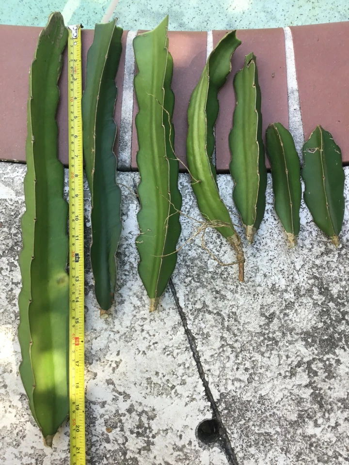 Vietnam Dragon Fruit Cuttings – Two 8–12” Stems + Bonus 4” Cutting, Fresh Hylocereus Pitaya Cuttings for Growing