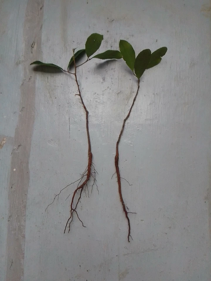 Texas Florida Live Oak Tree Plants Quercus virginiana, Rooted Evergreen Oak 12–20 Inch Set of 2