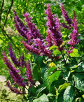 Purple Firespike Plant Cuttings Set of 6 Odontonema Strictum Live Garden Starters