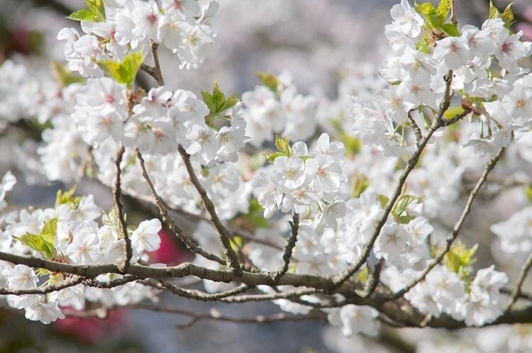 Japanese Flowering Cherry Unrooted Cuttings – 12 Prunus serrulata Cultivar Scions for Rooting Propagation