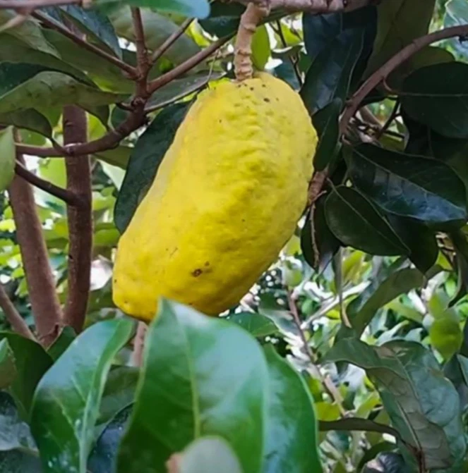 Olosapo Cutting – Couperia polyandra 6"+ Unrooted Fruit Tree Cutting from Mature Mother Tree for Propagation