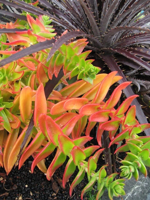 Crassula capitella ‘Campfire’ – 3 Fresh Succulent Cuttings | Campfire Plant Cuttings for Rooting