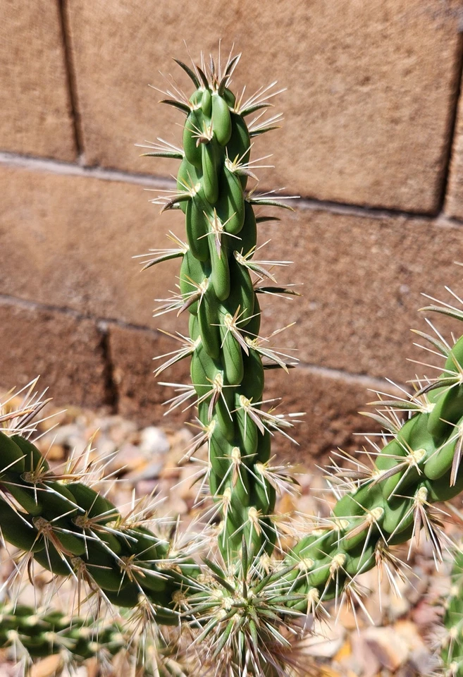 Tree Cholla Cactus Cutting – Cylindropuntia imbricata Live Unrooted Cactus Segment, Desert Outdoor Plant
