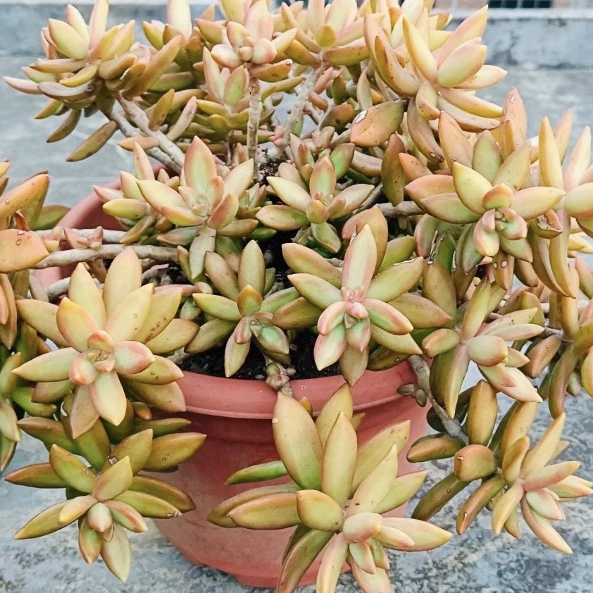 Sedum ‘Firestorm’ Cuttings for Planting – 3 Unrooted Succulent Cuttings, 3–4 Inch Length