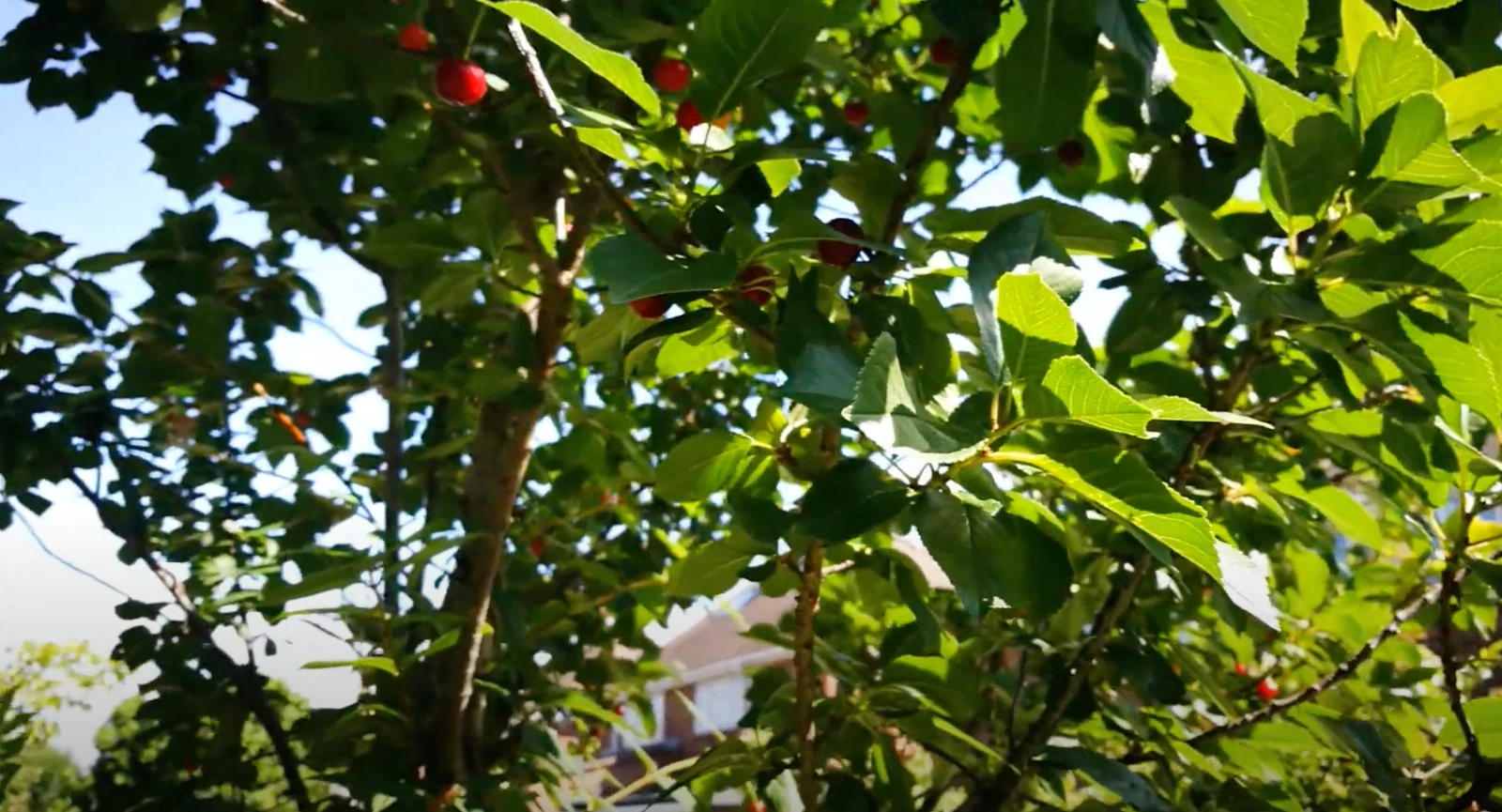 8 Stella Cherry Tree Cuttings – Prunus avium ‘Stella’ – Fresh Unrooted 6–8 Inch Cuttings for Propagation